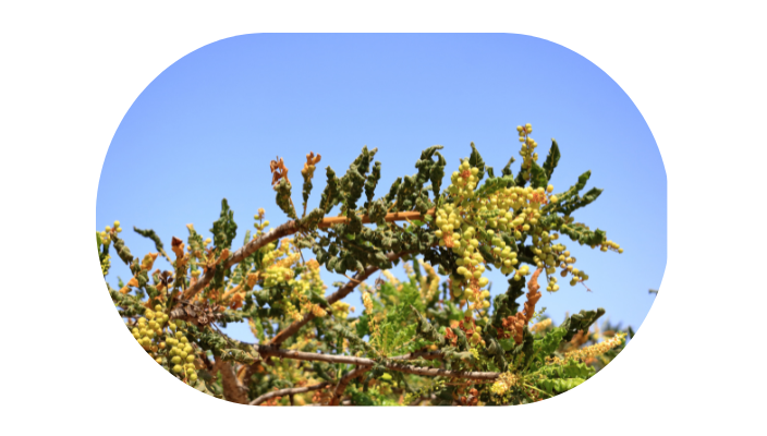 Boswellia Serrata